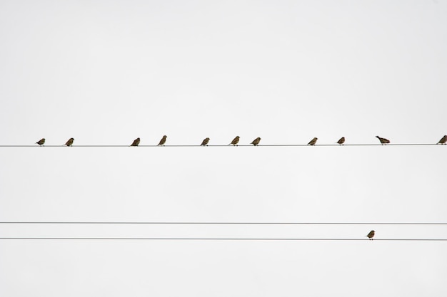 Troupeau ou bande, ou encore troupeau, groupe d'oiseaux de la même espèce.