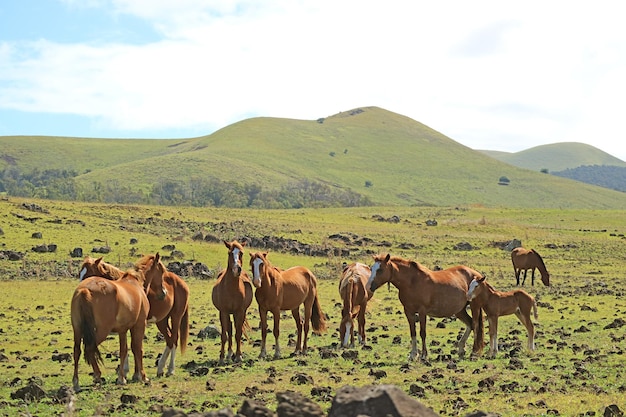 Troupeau de beaux chevaux sauvages broutant dans le pré de l'île de Pâques Chili