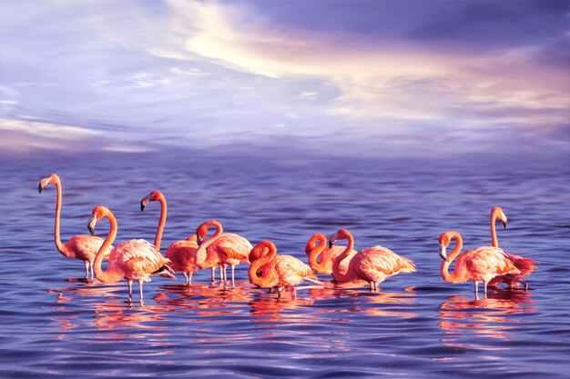 Un troupeau de beaux flamants roses contre un coucher de soleil violet Image tropicale marine artistique