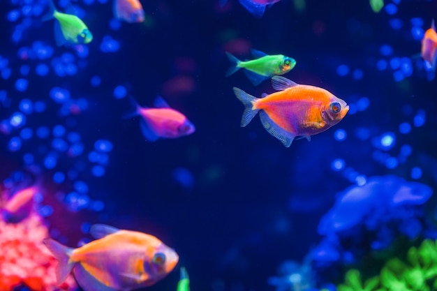 Un troupeau de beaux poissons brillants au néon dans un aquarium sombre avec lumière au néon Tetra Glofish Arrière-plan flou Mise au point sélective Vie sous-marine