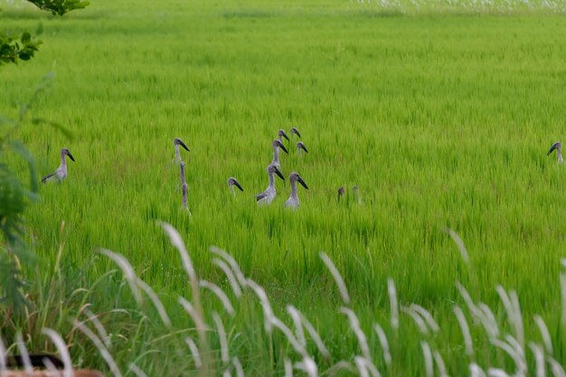 Troupeau à bec ouvert Stork dans une rizière