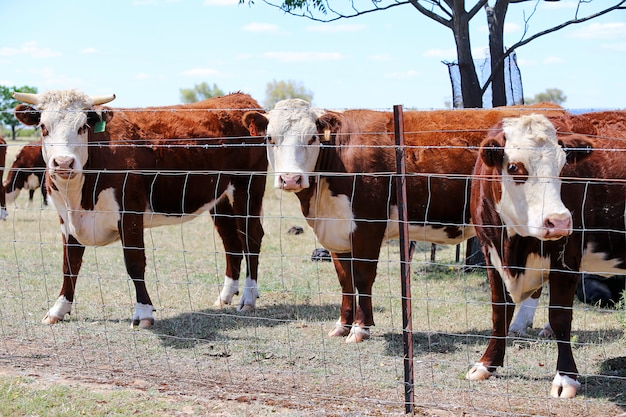 Photo troupeau de bétail dans l'enclos en plein air à mudgee, australie