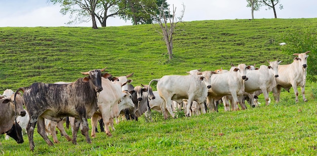 Le troupeau de bétail de Nellore