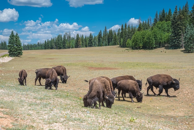 Photo un troupeau de bisons d'amérique paissent dans une prairie près du parc national du grand canyon, arizona, états-unis