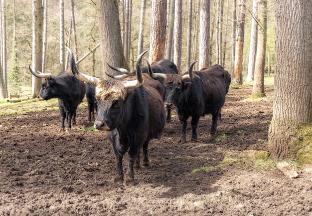 Un troupeau de bisons dans la forêt un jour de printemps