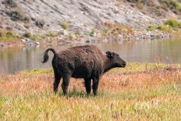 Un troupeau de bisons se déplace rapidement le long de la rivière Firehole dans le parc national de Yellowstone