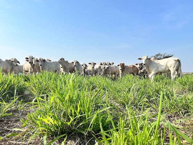 Troupeau de bovins nellore sur le projet de système d'herbe à haute intensité Ranch d'élevage