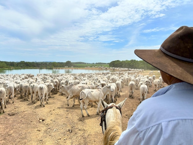 Troupeau de bovins nellore sur le projet de système d'herbe à haute intensité Ranch d'élevage