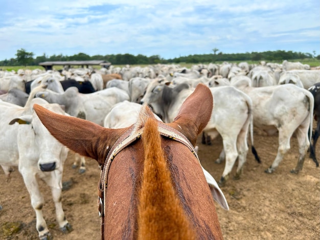 Troupeau de bovins nellore sur le projet de système d'herbe à haute intensité Ranch d'élevage