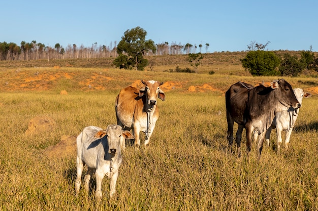 Troupeau de bovins Nelore au pâturage