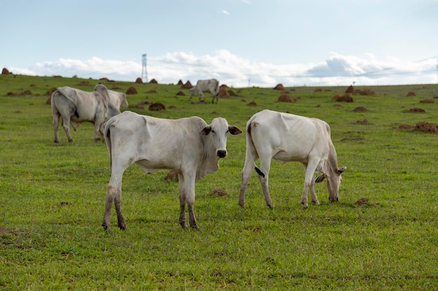 Troupeau de bovins Nelore blanc dans le pâturage