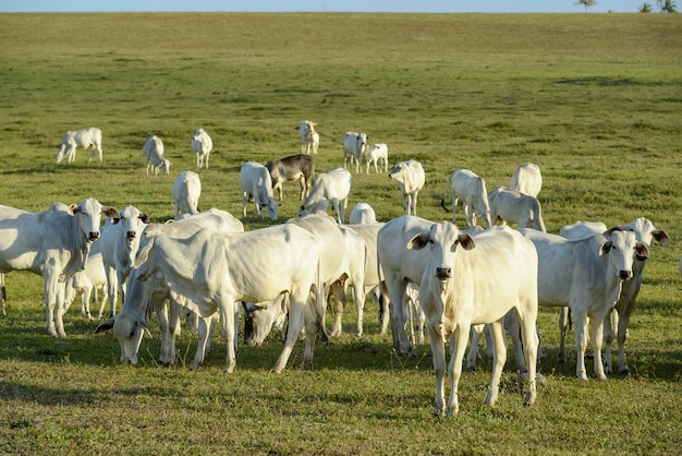 Troupeau de bovins Nelore dans le pâturage en fin d'après-midi l'élevage brésilien