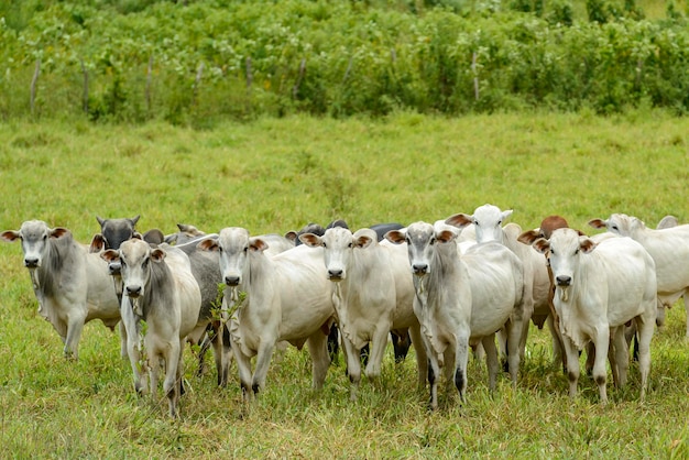 Troupeau de bovins Nelore dans la région nord-est du Brésil