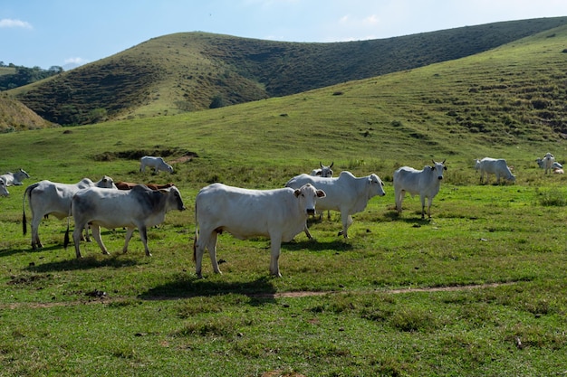 Troupeau de bovins Nelore élevés pour engraisser le bétail et l'économie du Brésil