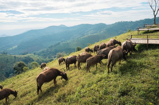 Troupeau de buffles broutant sur la colline dans les terres agricoles rurales aux beaux jours