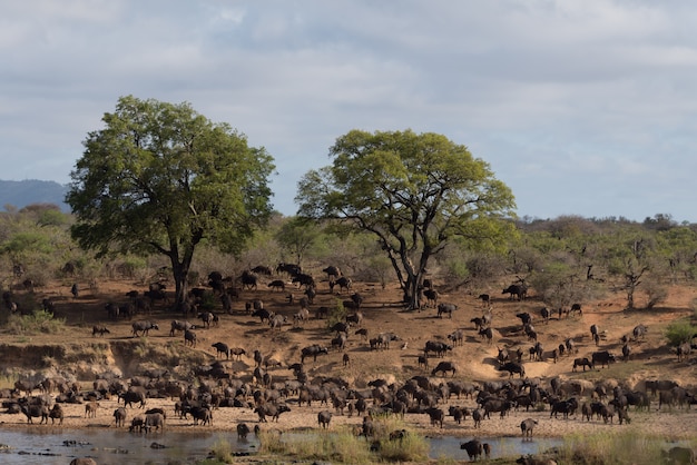 Troupeau de buffles du Cap