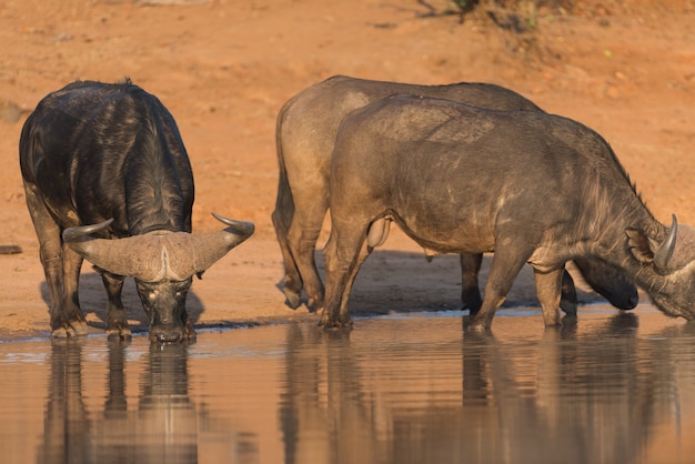 Troupeau de buffles du Cap