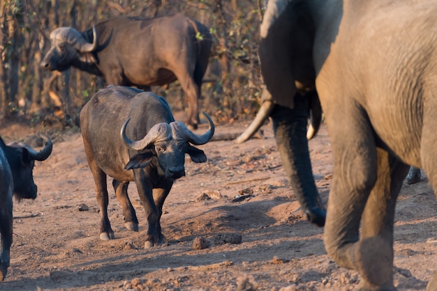 Troupeau de buffles du Cap