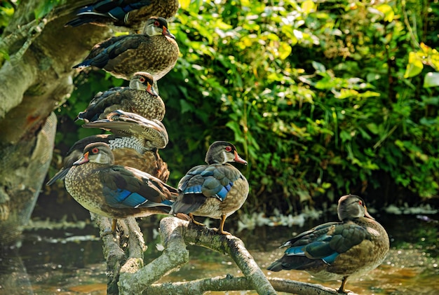 Troupeau de canards colverts dans un habitat sauvage, canards au-dessus de l'eau du ruisseau