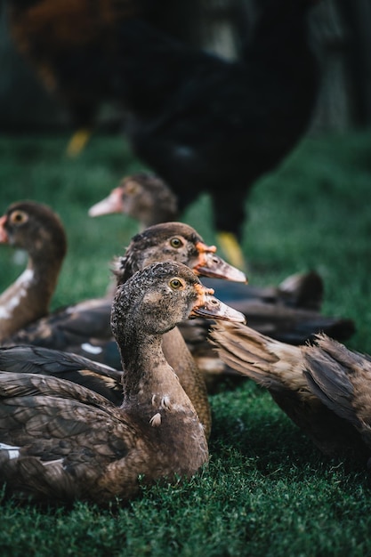 Troupeau de canards dans la cour