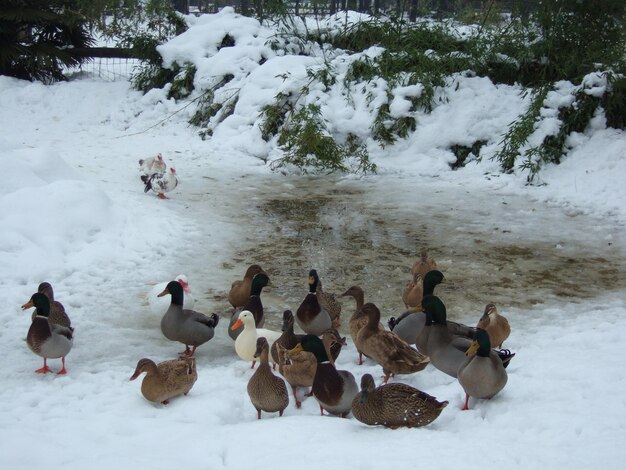 Un troupeau de canards dans la neige