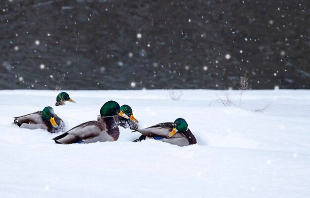 un troupeau de canards est assis sur la neige au bord de la rivière en hiver