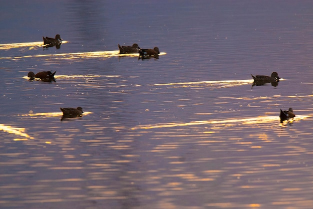 Troupeau de canards La Pampa Argentine