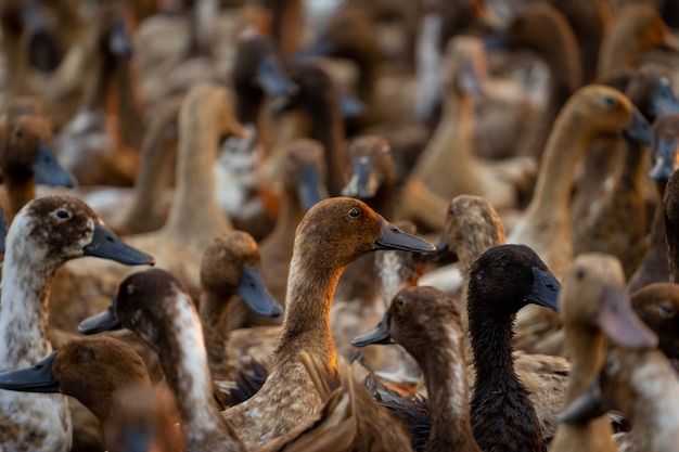 Photo un troupeau de canards revenant de la recherche de nourriture s'est réuni pour organiser