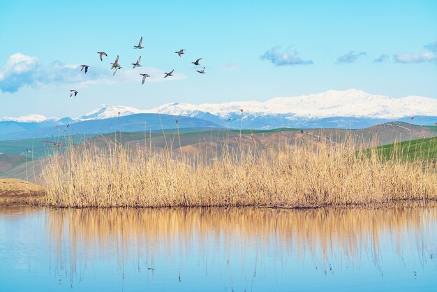 Un troupeau de canards survole le lac