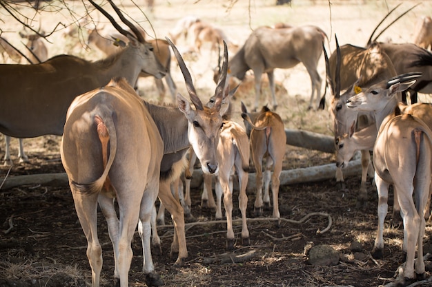 Un troupeau de cerfs africains à l'état sauvage