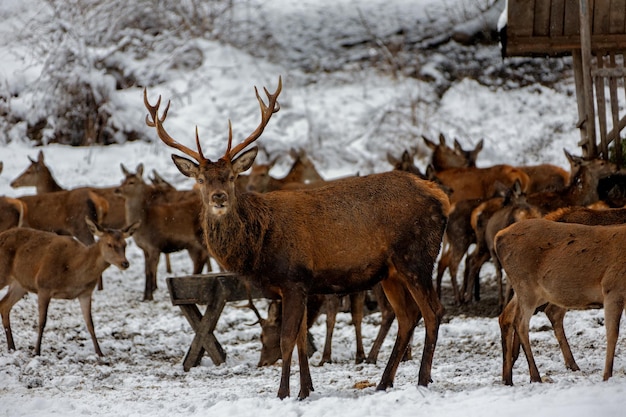 Photo un troupeau de cerfs sur un champ couvert de neige