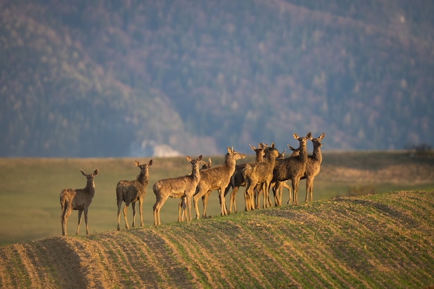 Troupeau de cerfs élaphes debout sur les prairies au printemps nature