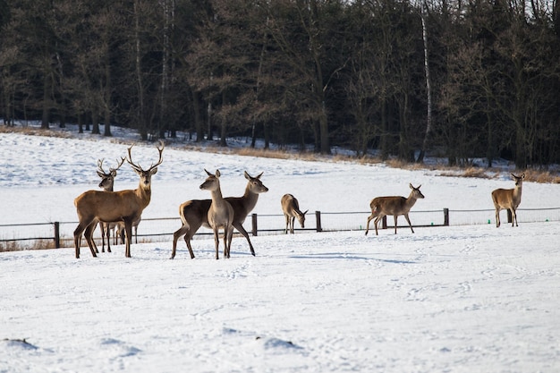 Un troupeau de cerfs en hiver Cerf dans la neige