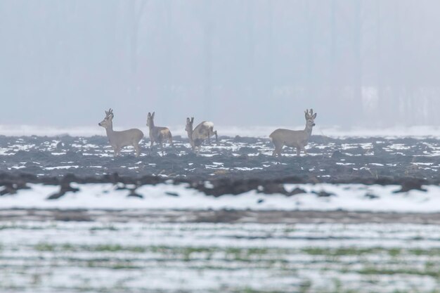 Un troupeau de cerfs en hiver le matin Capreolus capreolus