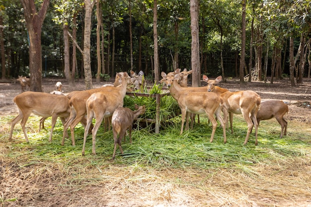 Troupeau de cerfs mangeant de l'herbe dans le zoo