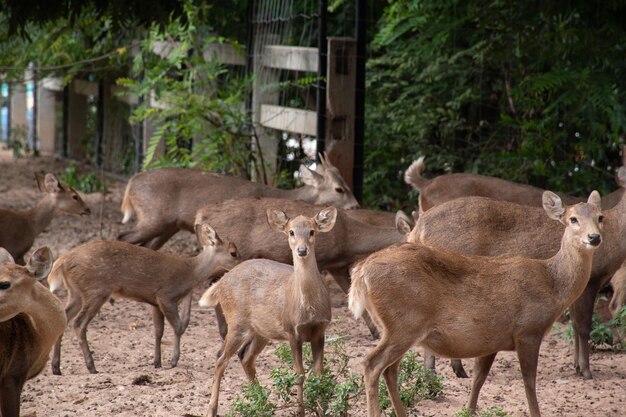 Troupeau de cerfs