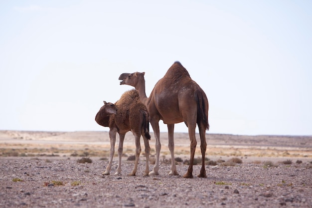 Troupeau de chameaux dans le sahara marocain Chameaux dans le désert marocain