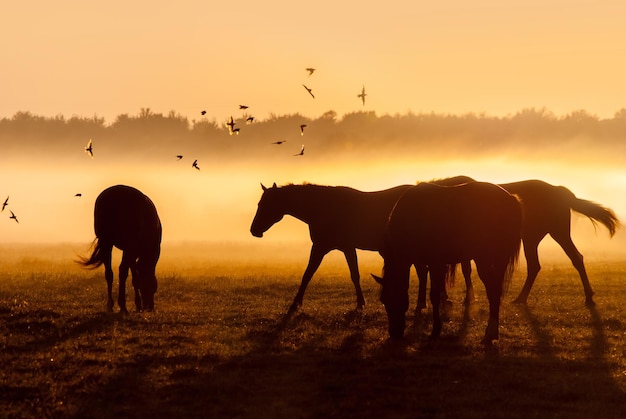 Troupeau de chevaux au lever du soleil sur lequel vole une volée d'oiseau