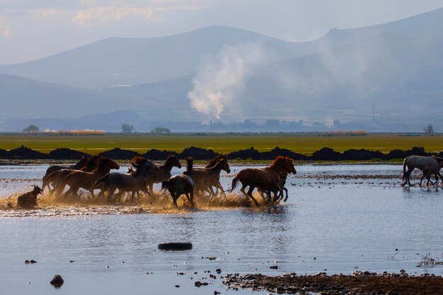 un troupeau de chevaux boit de l'eau dans un lac