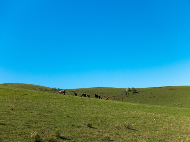 Un troupeau de chevaux broute au sommet d'un paysage naturel de colline verdoyante