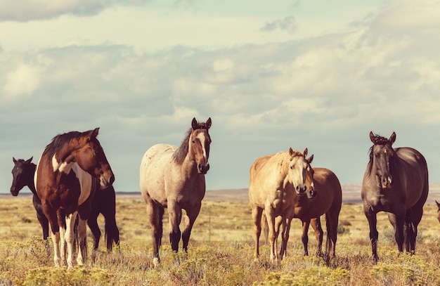 Troupeau de chevaux courir sur les pâturages au Chili, en Amérique du Sud