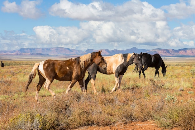 Troupeau de chevaux courir sur les pâturages au Chili, en Amérique du Sud