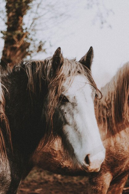 Un troupeau de chevaux dans la campagne