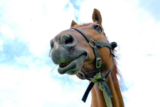 Photo troupeau de chevaux dans un champ fleuri un jour d'été