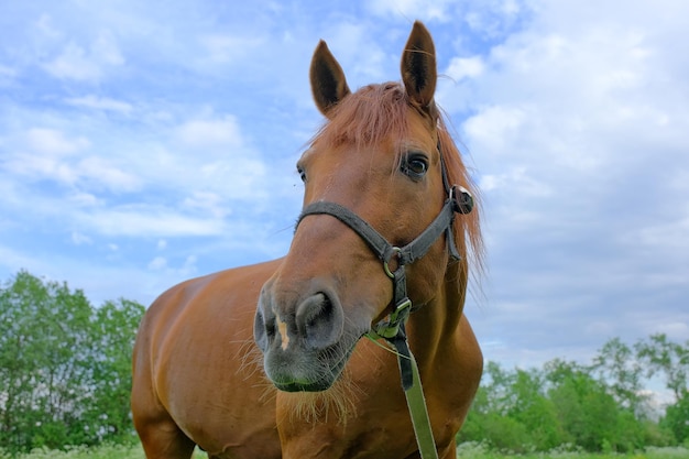 Troupeau de chevaux dans un champ fleuri un jour d'été