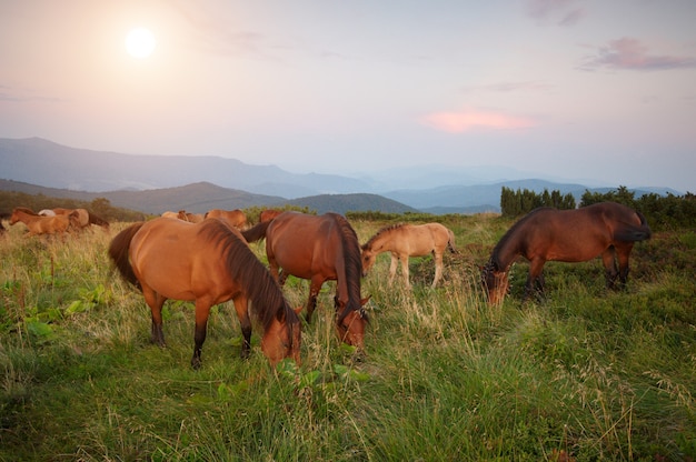 Un troupeau de chevaux dans les montagnes