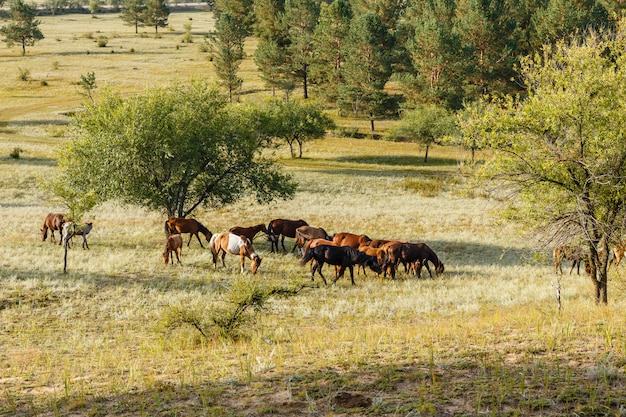 Troupeau de chevaux mangeant de l'herbe dans un pâturage mongolie