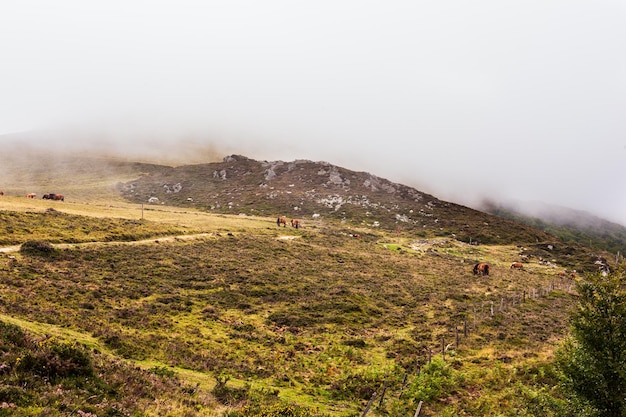 Le troupeau de chevaux paissant dans les Pyrénées françaises