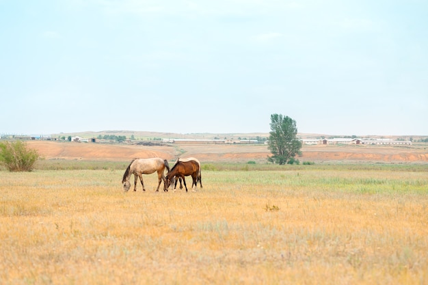 Troupeau de chevaux avec poulains paissent dans le pré