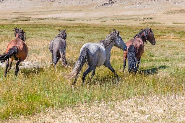 Troupeau de chevaux sur les prairies des montagnes de l'Altaï mongol.